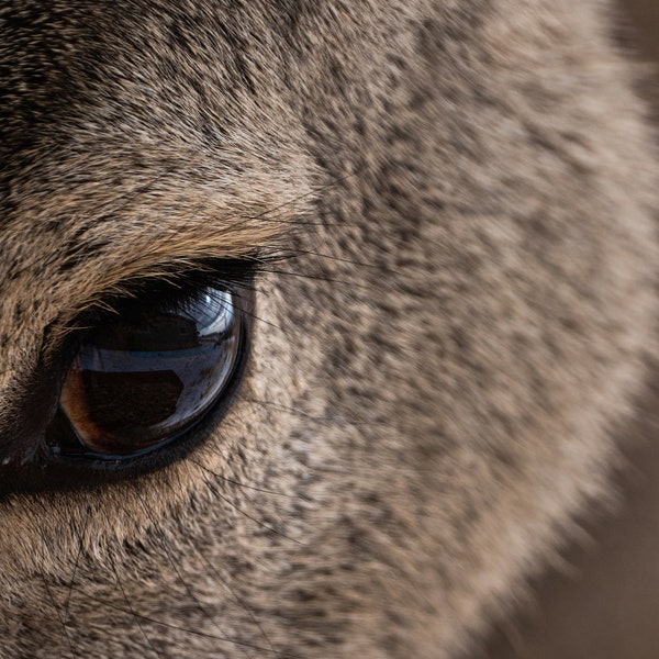 Deer's Eye Close Up | Deer Photograph | Deer Wall Art Prints | Mule Deer |Wildlife Photography | Deer Art | Vibrant Photo Detail |