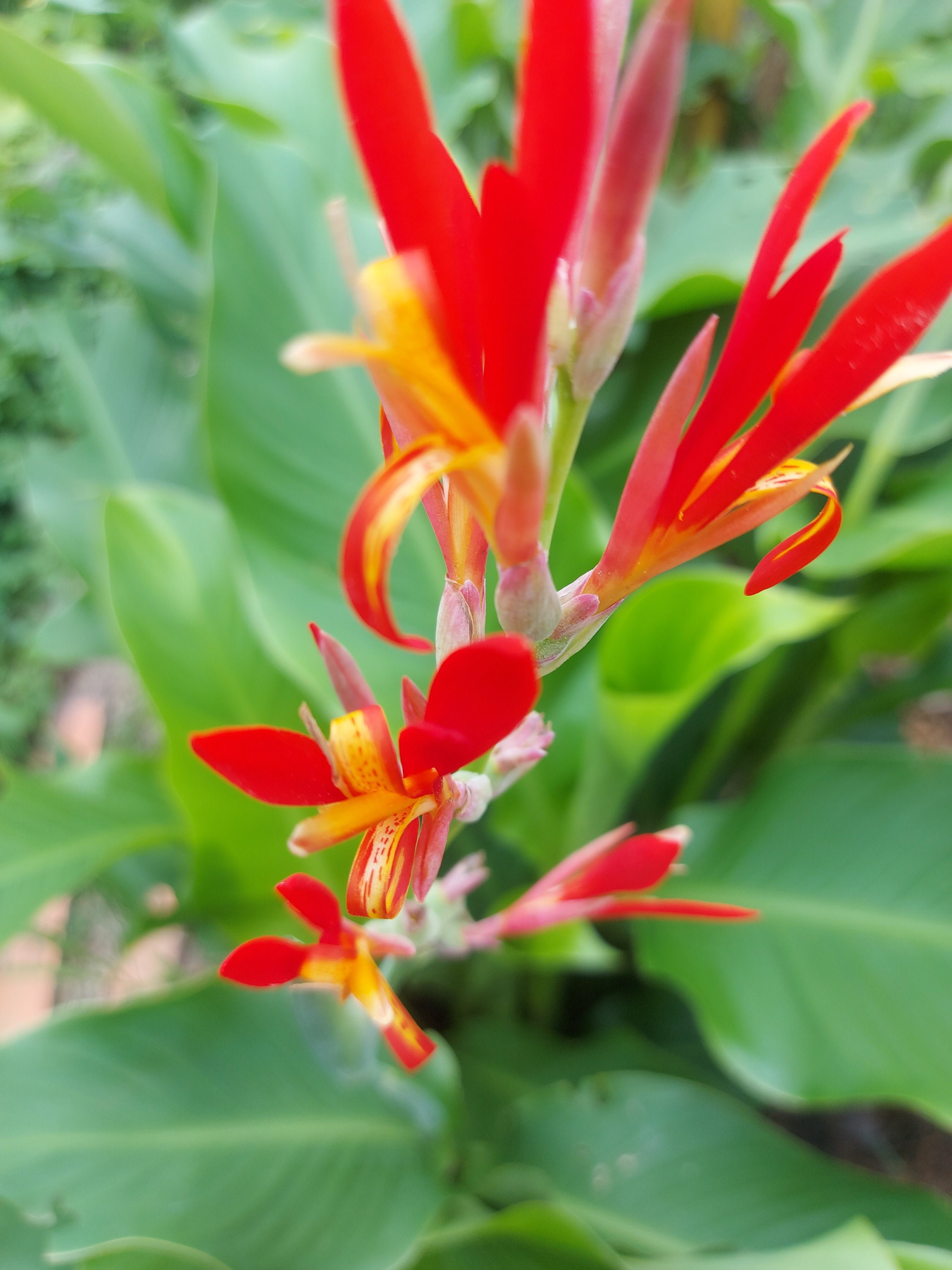 Graines De Canna Indica (Achira De Madère) – 5+ Graines – Valeyrac Exotics