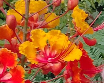 Pride of Barbados Pink Blooms Caesalpinia Rosea 5 Rare - Etsy