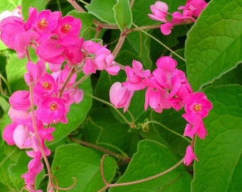 20 Coral Vine / Mexican Creeper Seeds