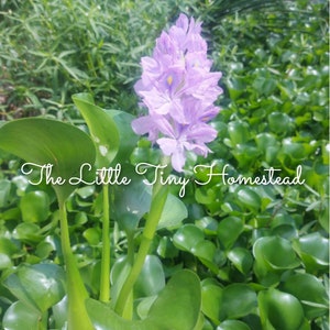 6 Floating Water Hyacinths