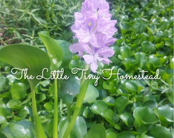 6 Floating Water Hyacinths (FREE SHIPPNG)