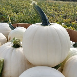 White Pumpkins - Medium Size-- SEED SAMPLER