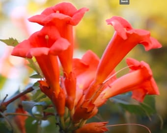 Orange Trumpet Vine