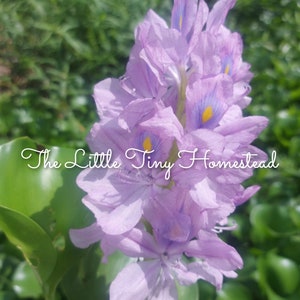 4 Floating Water Hyacinth