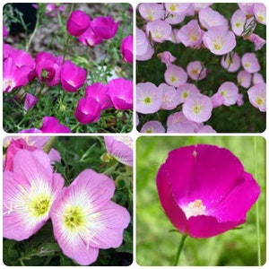 Winecup + Evening Primrose COMBO 20 seeds