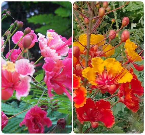 Pride of Barbados ORANGE PINK Seeds SAMPLER Etsy