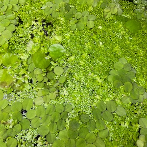 Duckweed Freshwater Aquarium Plant Live