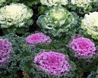 Mezcla de col rizada ornamental Repollo de tallo decorativo 0,5 g - 100 semillas - Brassica Oleracea NO OGM