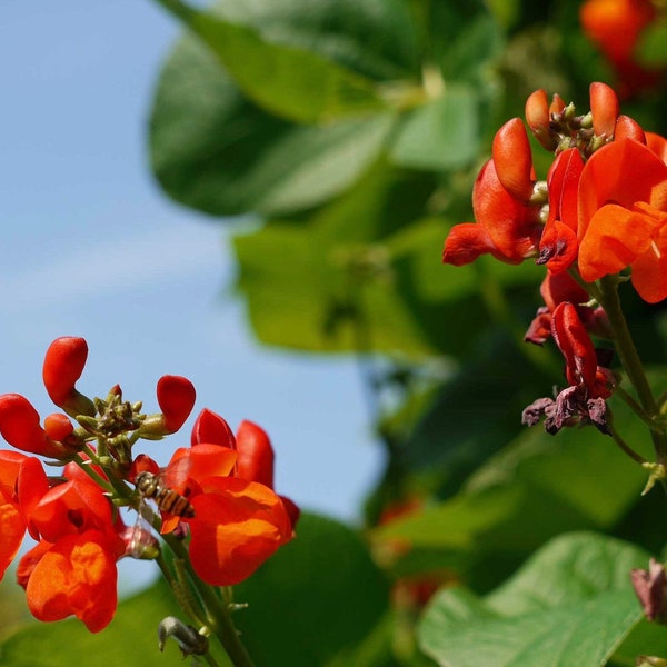 Scarlet Runner Bean 6 Seeds - Phaseolus Coccineus GMO FREE