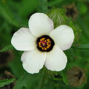 Venice Mallow Bladder Ketmia Flowers 1g - 100 Seeds - Hibiscus Trionum GMO FREE