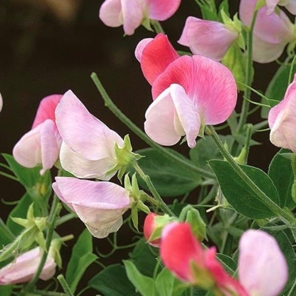 Sweet Pea Dwarf Fragrant Pink Cupid Flowers 1g - 15 Seeds - Lathyrus Odoratus NON GMO