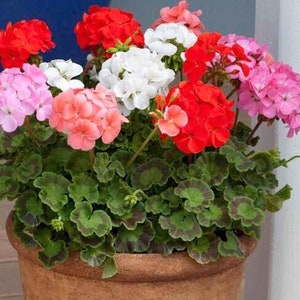 Pelargonium hortorum - Etsy 日本