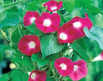 Common Morning Glory Scarlet O'Hara Fiori rampicanti 2g - 30 semi - Ipomoea Purpurea NON OGM