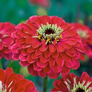 Zinnia Red Flowers 1g - 50 Seeds - Zinnia Elegans NON GMO