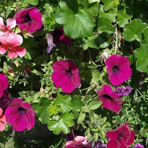 Garten Petunia Kirschblüten 0,1 g - 20 Samen - Petunia X Hybrida Grandiflora