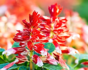 Scarlet Sage Amore Scarlet Bicolor Flowers 10 Semillas - Salvia Splendens NO GMO