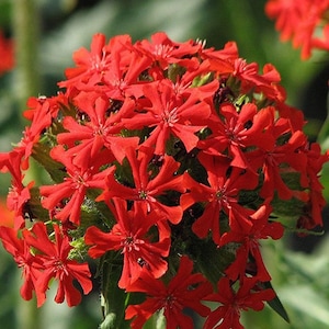 Maltese Cross Red Flowers 0.5g - 200 Seeds - Lychnis Chalcedonica NON GMO