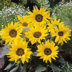 Sunflower Pacino 0.5g - 15 Seeds - Hellianthus Annuus