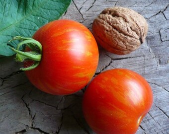 Tomate - Tigerella 0,5g - 60 Samen - Solanum Lycopersicum