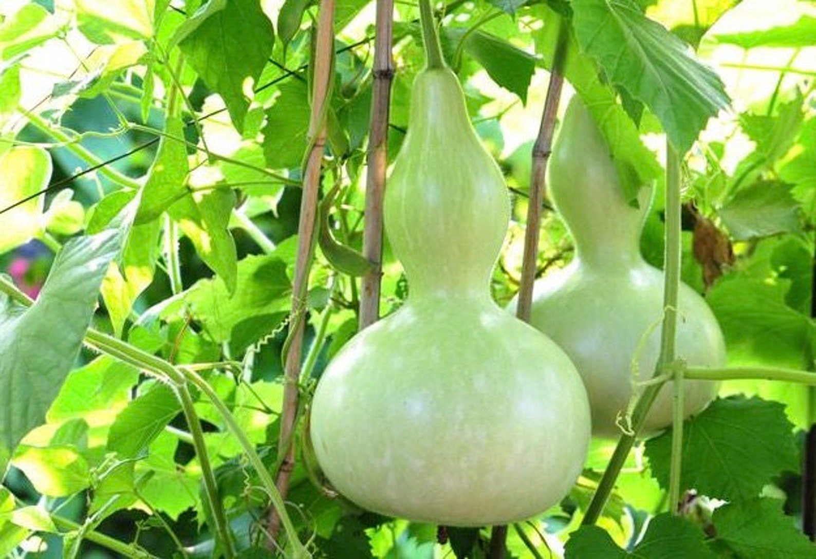 15-Pack Long Bottle Gourd Seeds - Non-GMO Calabash Seeds For Planting & Crafting