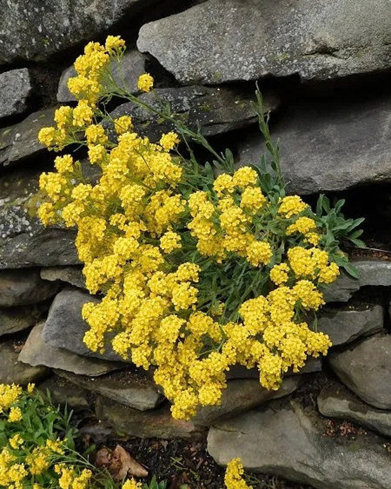Golden Alyssum Basket of Gold Yellow Flowers 0.2g 150 Seeds Alyssum