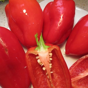 Pepper - Rubinova 0.5g - 30 Seeds - Capsicum Annuum
