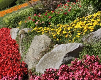 Mezcla de flores de jardín de rocas 1g - 300 semillas NO OGM