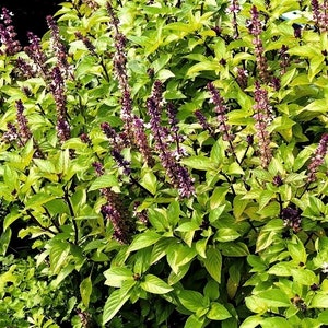 Cinnamon Basil 0.5g - 150 NON GMO Seeds - Ocimum Basilicum