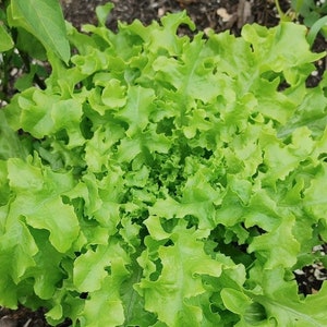 Leaf Lettuce - Salad Bowl 1g - 100 NON GMO Seeds - Lactuca Sativa