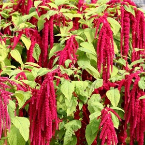 Love Lies Bleeding Amaranth Seeds: Red Tassel Cascade Flowers
