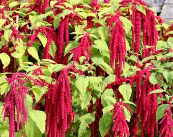 Semillas de amaranto sangrante Love Lies: flores en cascada con borlas rojas