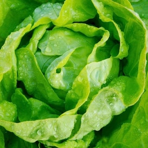 Lettuce - Marta Green 1g - 200 NON GMO Seeds - Lactuca Sativa