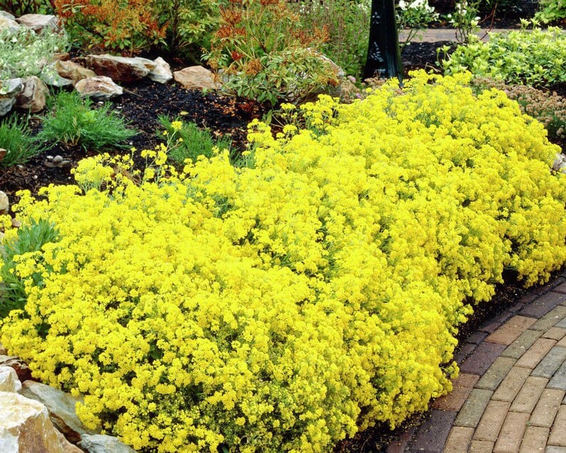 Golden Alyssum Basket of Gold Yellow Flowers 0.2g 150 Seeds Alyssum