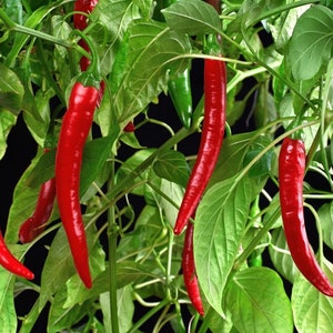 Pepper - Chili De Cayenne 0.5g - 50 NON GMO Seeds - Capsicum Annuum
