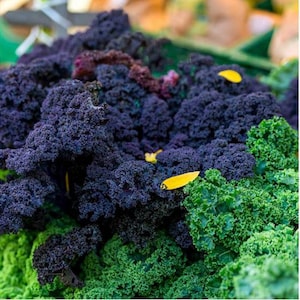 Grünkohl - Scharlachrot 1g - 150 Samen - Brassica Oleracea Acephala