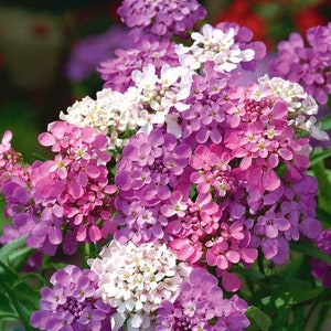 Candytuft Fiori rosa 0,5 g - 150 semi - Iberis Umbellata NON OGM