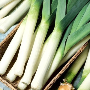 Leek - Blauwgroene Winter 1g - 100 NON GMO Seeds - Allium Porrum