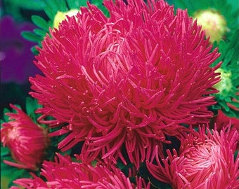 Aster Tall Needle Inga Purple Pink Flowers 1g - 200 NON GMO Samen - Callistephus Chinensis