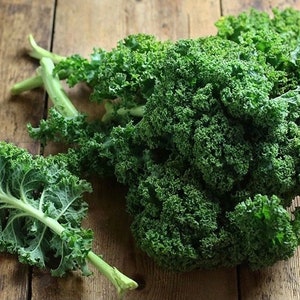 Grünkohl Kapral 2g - 300 NICHT GMO Samen - Brassica Oleracea
