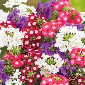 Garden Verbena Ijzerkruid Bloemen Mengen 0,3g - 100 Zaden - Verbena Hybrida NON GMO