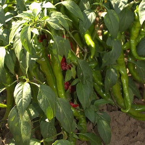 Cayenne - Chilli Pepper - Artist 0.5g - 20 Seeds - Capsicum Annuum