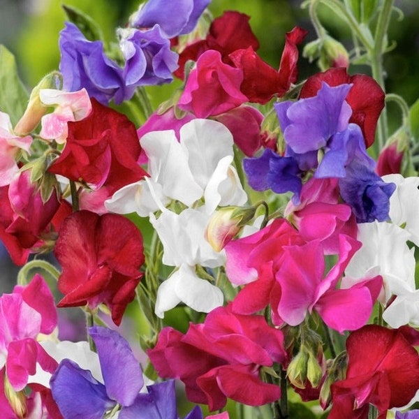 Fragrant Sweet Pea Flowers Blend 3g - 20 NON GMO Seeds - Lathyrus Odoratus