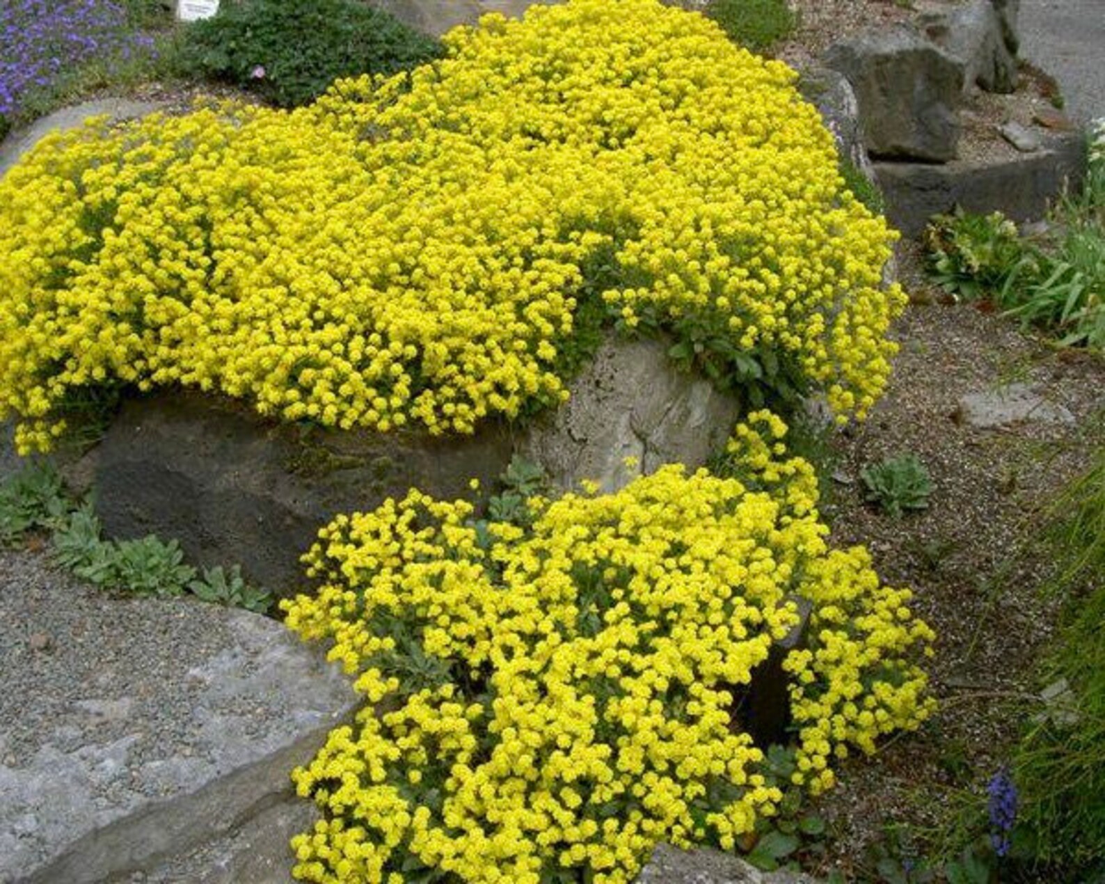 Golden Alyssum Basket of Gold Yellow Flowers 0.2g 150 Seeds Alyssum