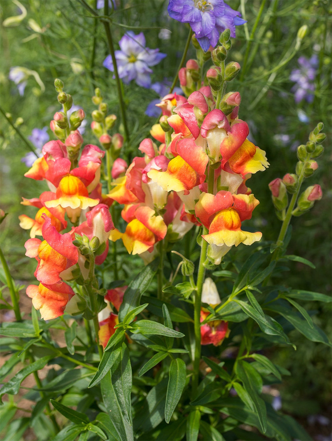 Löwenmaul Samen 'Rostresistente Riesen-Mischung' – Einjährige Riesenblumige Blüten Mit Langen Stielen Für Deinen Garten