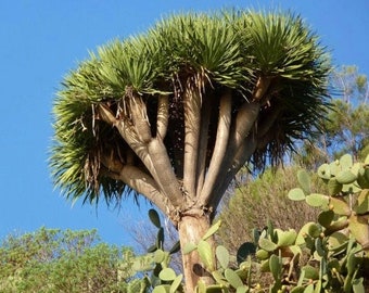 ドラゴンツリー「ドラセナ ドラコ」の新鮮な種子 10 個 - Etsy 日本