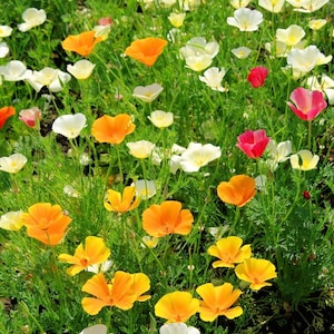 California Poppy Golden Poppy Flowers Blend 1g - 300 Seeds - Escholtzia Californica NON GMO