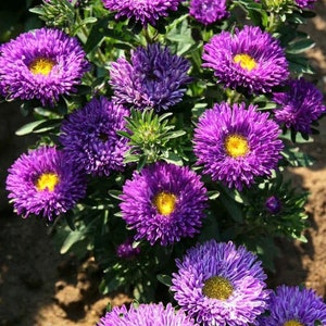 China Aster Dwarf Ribbon Blue Flowers 0.5g - 100 NON GMO Seeds - Callistephus Chinensis