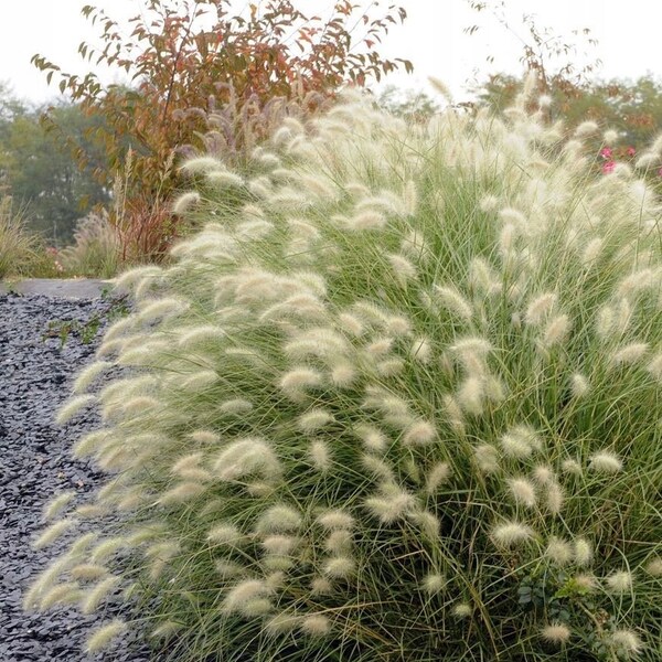 Herbe décorative 12 graines - Pennisetum Villosum SANS OGM