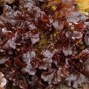 Leaf Lettuce - Red Salad Bowl 1g - 250 NON GMO Seeds - Lactuca Sativa
